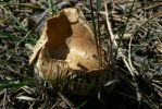 PICTURES/Woods Canyon Lake/t_Cool Shroom2.JPG